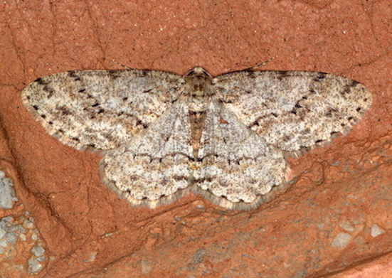 Ectropis crepuscolaria? No, Hypomecis punctinalis